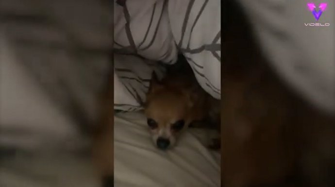 El chihuahua se enfada cuando le molestan bajo las sábanas