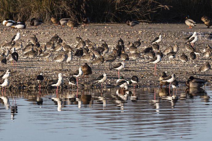Archivo - El IVAM se une al proyecto del Coro del Amanecer y retransmitirá el canto matutino de las aves de la Albufera