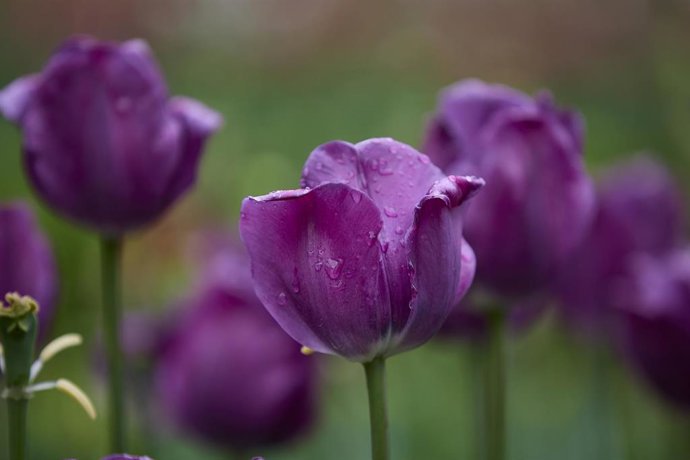 Tulipanes y otras flores, en el Real Jardín Botánico 