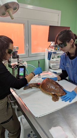 Personal del Centro La Tahonilla utiliza el láser terapéutico K-Láser para tratar una tortuga