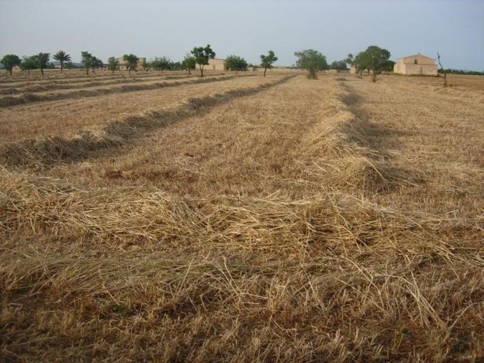 Las siembras son actuaciones subvencionables.