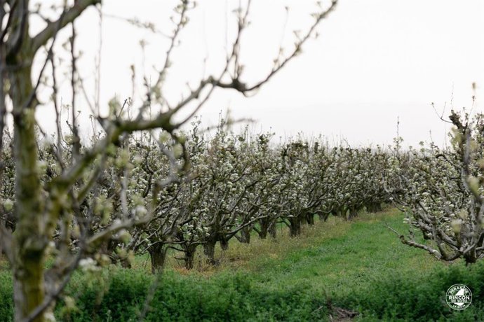 Peras de Rincón de Soto lanza una serie de vídeos divulgativos