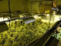 Detenido por un cultivo con 300 plantas de marihuana en un cortijo de Gérgal (Almería)