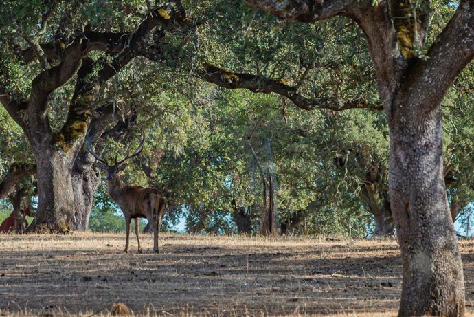 Archivo - Un ciervo en imagen de archivo.