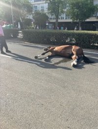 Pacma alerta de la muerte de un caballo y el desfallecimiento de varios más en la Feria de Sevilla