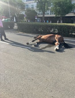 Caballo desfallecido en Sevilla