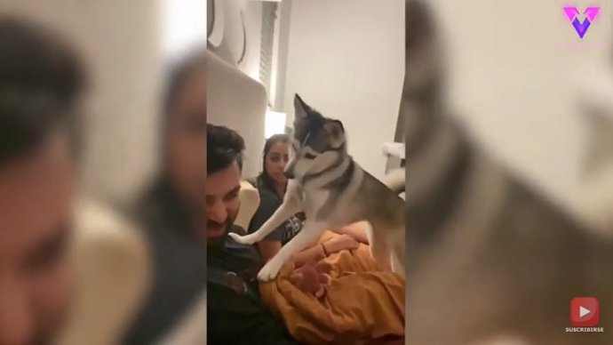 El husky pone paz entre sus dueños cuando discuten