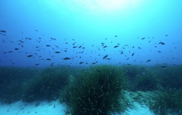 Exuberantes praderas de posidonia oceanica en el Mediterráneo. Los científicos predicen que sus hallazgos son relevantes para muchos entornos marinos con plantas, incluidas otras especies de pastos marinos, manglares y marismas.