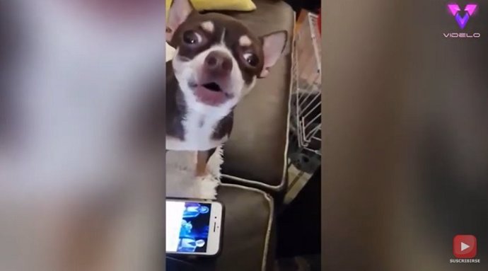 Este chihuahua es capaz de cantar la melodía de Star Wars