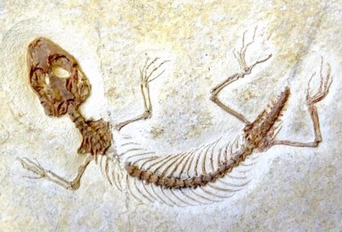 El fósil del lagarto jurásico Eichstaettisaurus.