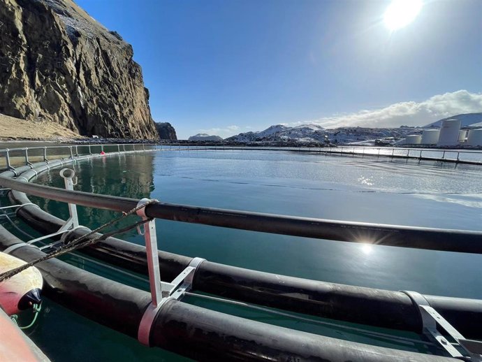 Sea Life Trust instala en Islandia un anillo de seguridad para facilitar la adaptación de belugas a su entorno natural.