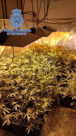 Una de las plantaciones de marihuana intervenidas por la Policía en Córdoba.