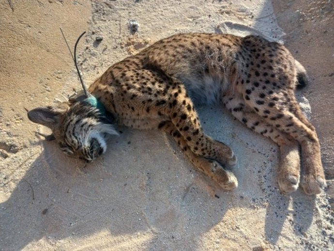Alianza Verde lamenta la "pasividad" de Moreno tras una nueva muerte de un lince ibérico atropellado en Doñana