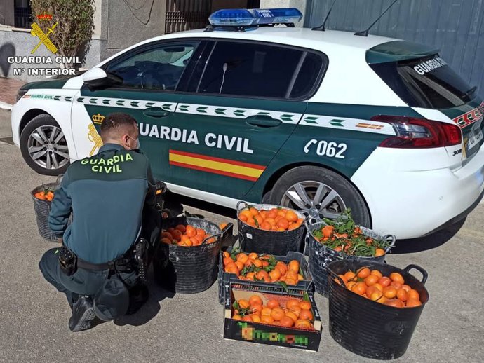 La Guardia Civil, dentro del Plan contra las sustracciones en explotaciones agrícolas y ganaderas, ha procedido a investigar a dos personas por presuntamente sustraer unos 175 kilos de mandarinas de una finca de San Miguel de Salinas
