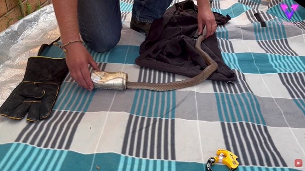 Un cazador de serpientes libera a un reptil de una lata de Coca-Cola