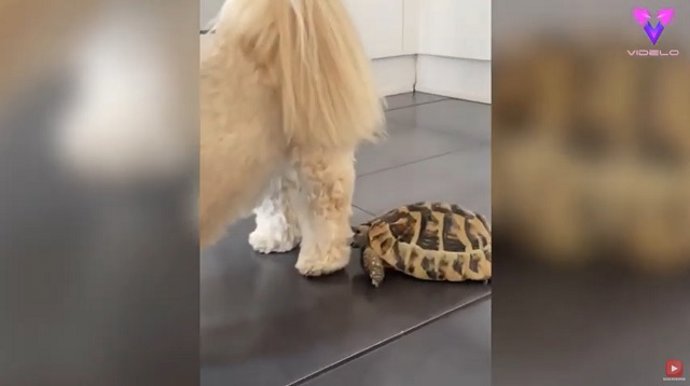 ¡La Tortuga Muerde Al Perro!