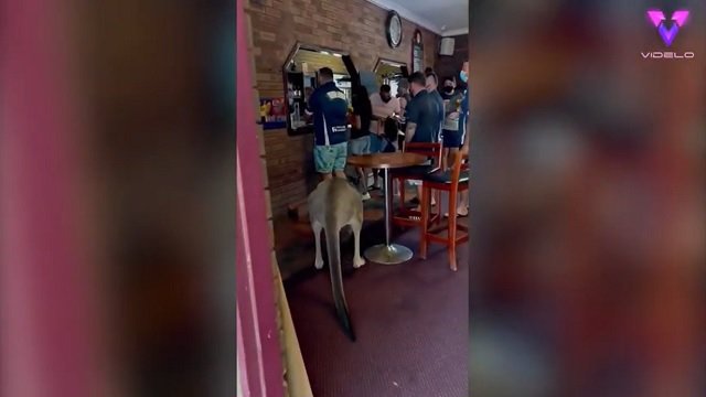 Un canguro se cuela en un pub y la gente parece no inmutarse | Australia