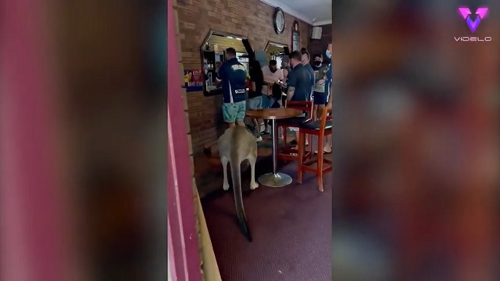 Un canguro se cuela en un pub y la gente parece no inmutarse | Australia