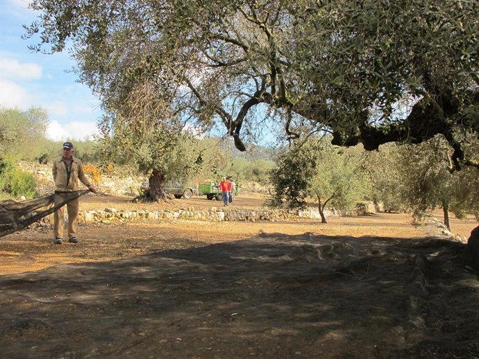 Archivo - Imatge d'un camp d'oliveres