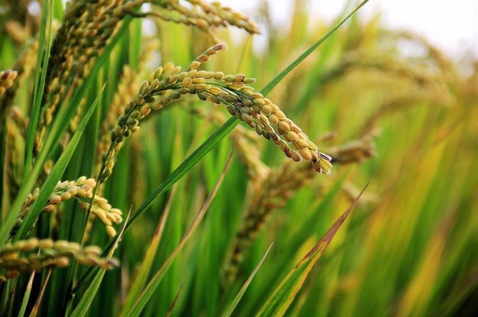 Campo de arroz