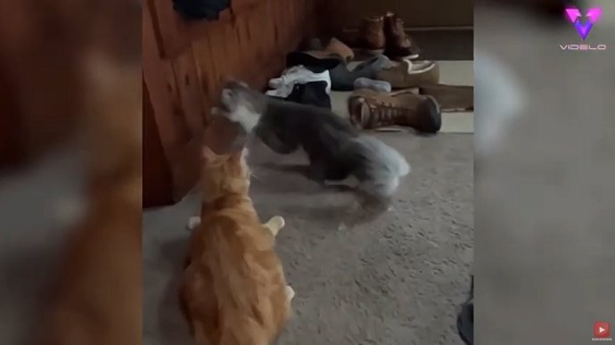 Un gato ciego se estrella contra la pared mientras juega | Mascotas divertidas