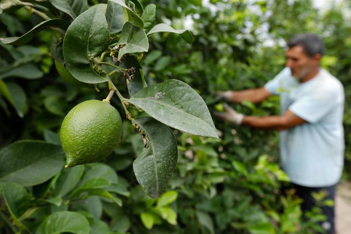 Archivo - Agricultor