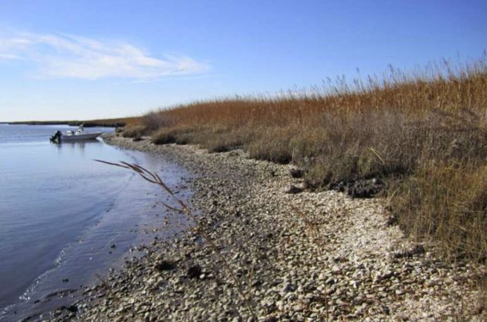 Sitio arqueológico en erosión en la costa este de Maryland. Sitios como este contienen cantidades masivas de ostras recolectadas hace más de 1,000 años y fueron clave para formar la base de este estudio.
