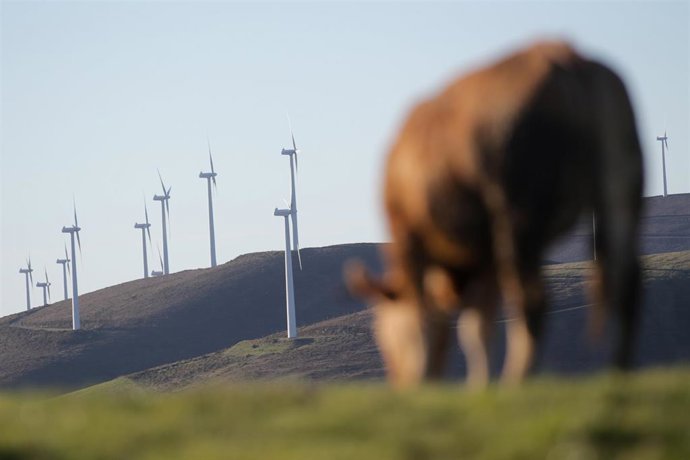 Archivo - Una vaca pasta frente a aerogeneradores en el Parque eólico de Montouto, de la Serra do Xistral, en la comarca de Terra Cha, a 22 de febrero de 2022, en Abadín, en Lugo, Galicia (España). La nueva ley de eólicos que prepara la Xunta de Galicia