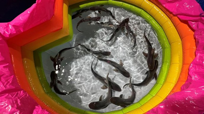 Crías de tiburón nacidas en l'Oceanogrfic