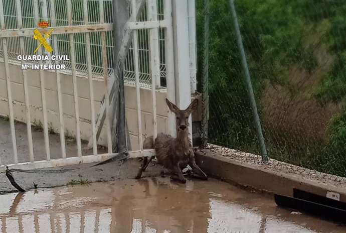 Corzo atrapado en la verja del supermercado