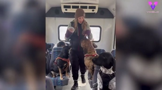 Los perros se van de excursión en autobús | Perros divertidos