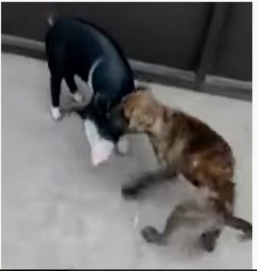 Perro de rehala con un cerdo