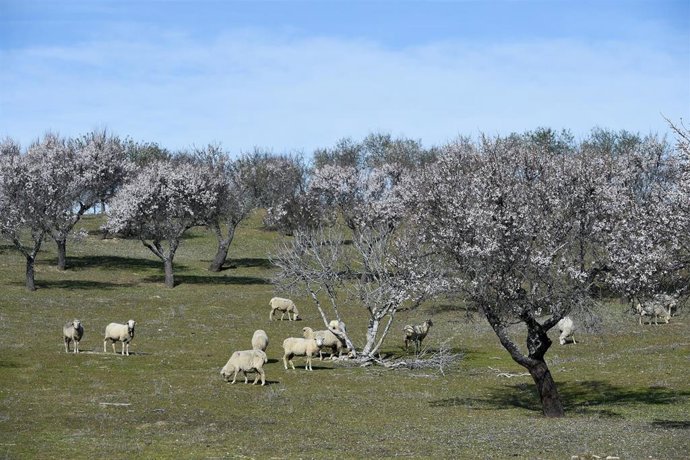Archivo - Varios almendros en flor en Garrovillas de Alconétar 