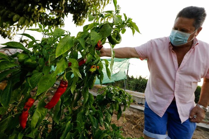Archivo - Un agricultor cultiva pimientos en una huerta, 