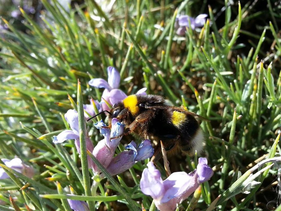 Abeja