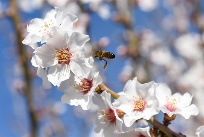 Archivo - Una abeja en un almendro en flor en Garrovillas de Alconétar, a 16 de febrero de 2022, en Cáceres, Extremadura (España). 