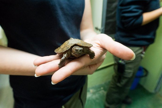 Nacen en Bioparc Fuengirola dos tortugas de una especie en grave peligro de extinción, la palustre asiática