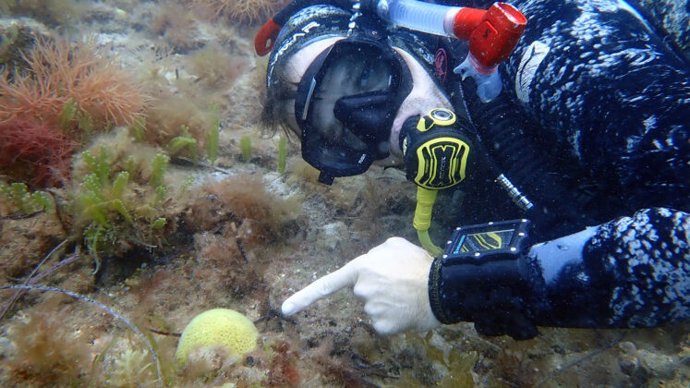 Archivo - David Juszkiewicz con un coral Plesiastrea