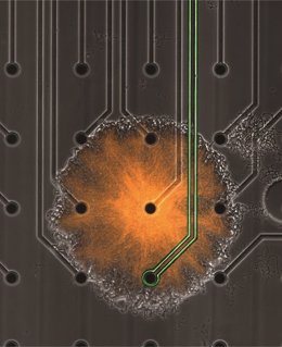 Un biofilm (naranja) creciendo en una matriz de microelectrodos (círculos negros). Este dispositivo recientemente desarrollado permite la estimulación selectiva de un tipo de célula bacteriana alrededor de un microelectrodo.