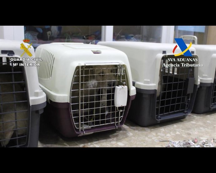 Cachorros que presuntamente vendía un establecimiento de Girona