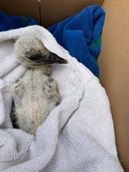 Imagen de uno de los pollos de cigüeña rescatados