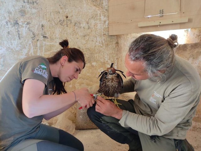 Dos técnicos colocan una cría halcón en el Castell de Bellver.