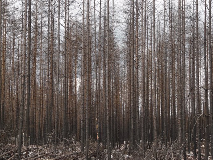 Bosque afectado por un megaincendio en Suecia en 2014