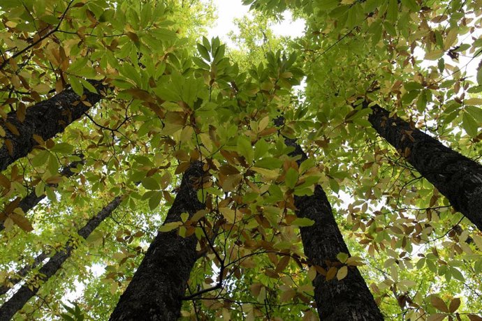 Archivo - Castaños en una imagen de archivo.