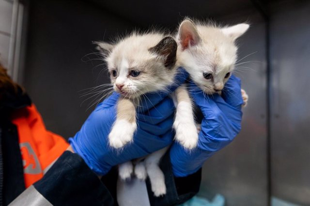 El Centro Municipal de Protección Animal de Zaragoza invita a adoptar 76 gatos recogidos de un hogar con síndrome de Noé.
