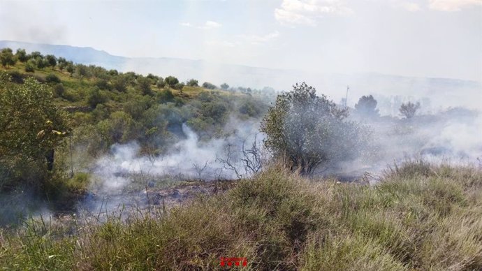 Un incendio ya estabilizado quema 25 hectáreas de bosque de ribera en Sers (Lleida)
