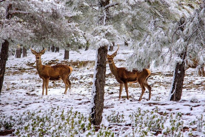 Ciervos en el Parque Natural de la Sierra de Baza