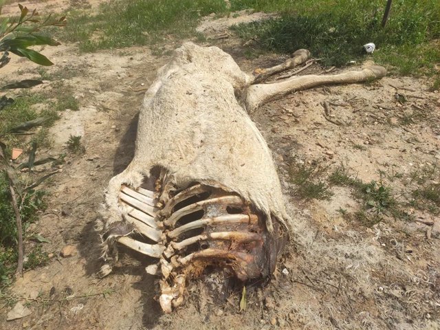 Uno de los restos de animales de la fosa hallada.