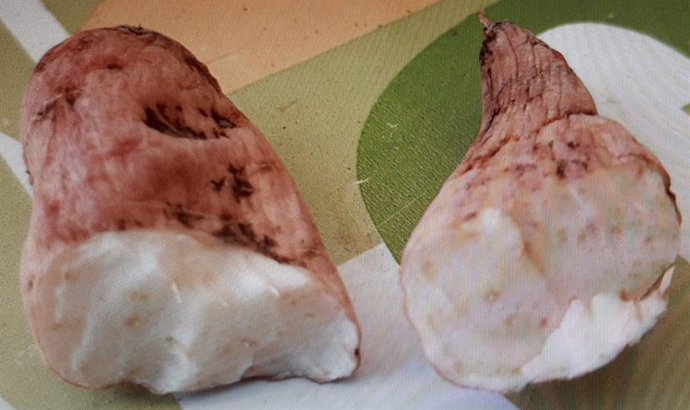 Tubérculo encontrado en la casa del vecino de Bergondo (A Coruña) que falleció tras su consumo