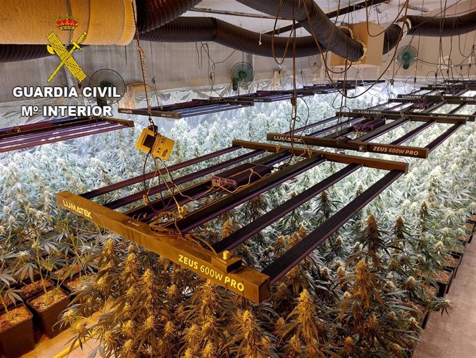 Plantación de marihuana hallada por la Guardia Civil en Alcabón